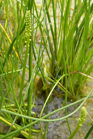 Triglochin palustris \ Sumpf-Dreizack / Marsh Arrowgrass, D Botan. Gar.  Universit.  Mainz 11.7.2009