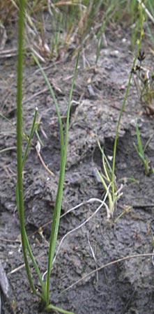 Triglochin palustris \ Sumpf-Dreizack / Marsh Arrowgrass, D Offenburg 27.7.2009