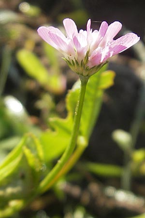 Trifolium resupinatum \ Persischer Wende-Klee / Reversed Clover, D Kehl 15.10.2011