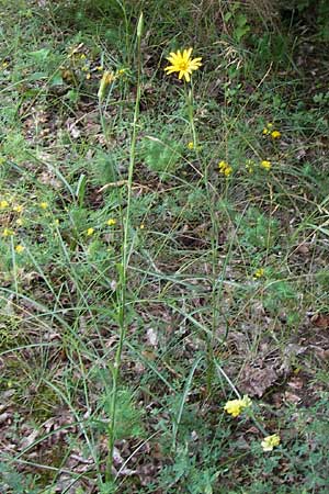 Tragopogon pratensis subsp. pratensis \ Gewöhnlicher Wiesen-Bocksbart, D Mainz 30.6.2012