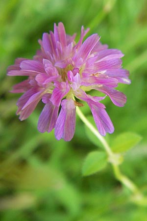 Trifolium resupinatum \ Persischer Wende-Klee, D Mannheim 24.7.2012