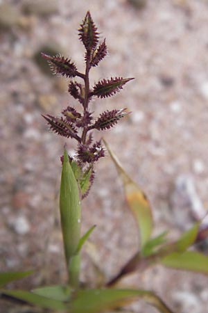 Tragus racemosus \ Traubiges Klettengras / Spike Burr Grass, D Mannheim 18.9.2012