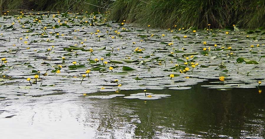 Nuphar lutea \ Teichrose, Groe Mummel, D Kinding 16.6.2014