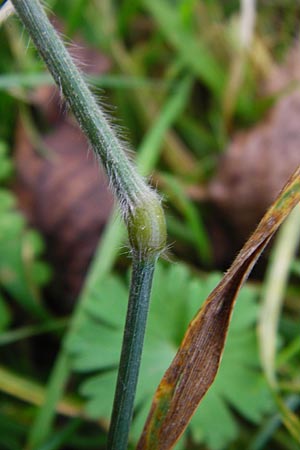 Trisetum flavescens \ Wiesen-Goldhafer / Golden Oat Grass, Yellow Oat Grass, D Bensheim 1.10.2014