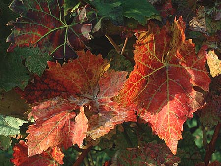 Vitis vinifera \ Weinrebe / Grape Vine, D Rheinhessen 21.10.1990