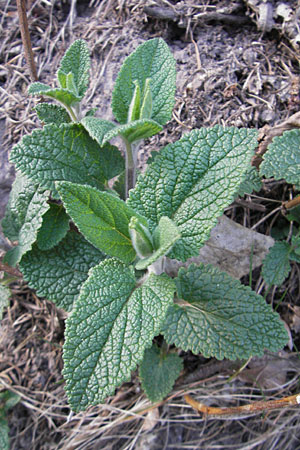 Teucrium scorodonia \ Salbei-Gamander / Wood Sage, D Hirschhorn 23.4.2010