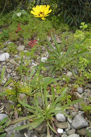 Tolpis staticifolia / Umbrella Milkwort, D Botan. Gar.  Universit.  Tübingen 3.7.2011