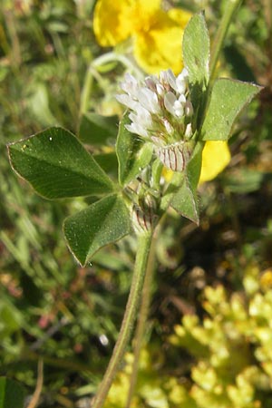 Trifolium striatum \ Gestreifter Klee / Knotted Clover, D Idar-Oberstein 26.5.2012