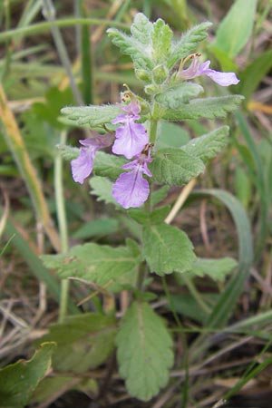 Teucrium scordium \ Knoblauch-Gamander / Water Germander, D Pfalz, Speyer 3.7.2012