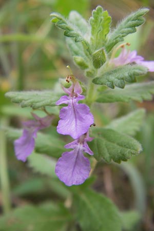 Teucrium scordium / Water Germander, D Pfalz, Speyer 3.7.2012