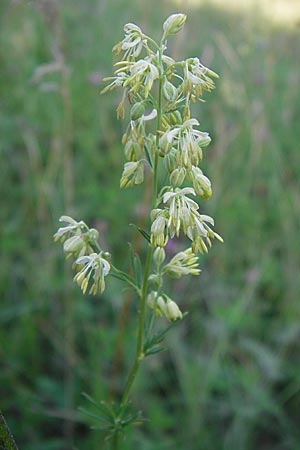 Thalictrum simplex \ Einfache Wiesenraute, Labkraut-Wiesenraute / Small Meadow-Rue, D Ketsch 19.7.2013