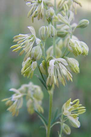 Thalictrum simplex / Small Meadow-Rue, D Ketsch 19.7.2013