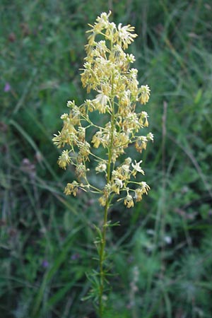 Thalictrum simplex \ Einfache Wiesenraute, Labkraut-Wiesenraute / Small Meadow-Rue, D Ketsch 19.7.2013