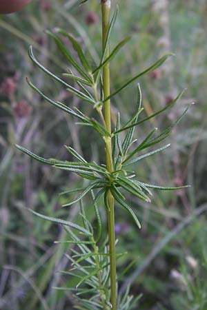 Thalictrum simplex, Small Meadow-Rue