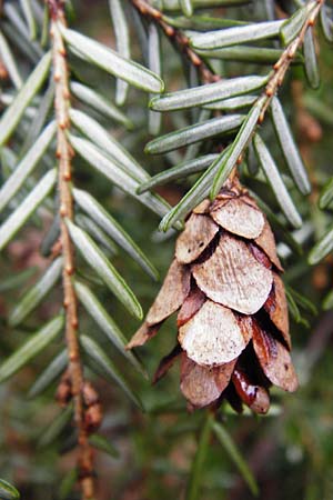 Tsuga heterophylla \ Westamerikanische Schierlings-Tanne, Westliche Hemlock-Tanne, D Heidelberg 15.3.2014