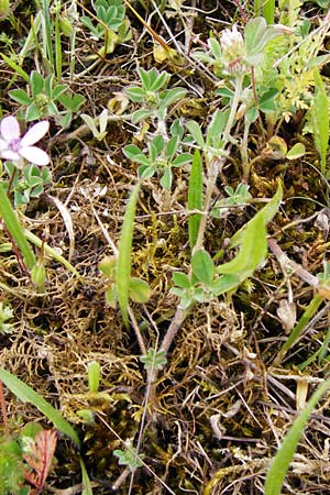 Trifolium striatum \ Gestreifter Klee, D Wetzlar 24.5.2014