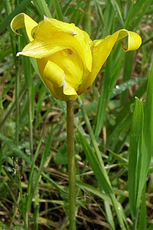 Tulipa sylvestris subsp. sylvestris / Wild Tulip, D Schriesheim 15.4.2008