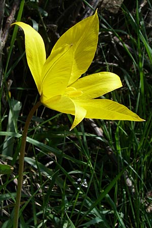 Tulipa sylvestris subsp. sylvestris / Wild Tulip, D Rheinhessen, Gau-Odernheim 20.4.2008