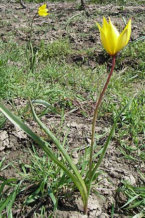 Tulipa sylvestris subsp. sylvestris \ Wild-Tulpe / Wild Tulip, D Rheinhessen, Gau-Odernheim 20.4.2008