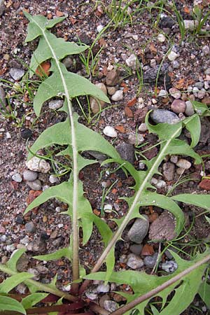 Taraxacum sublongisquamum ? \ Lnglichschuppiger Lwenzahn, D Mannheim 1.5.2013