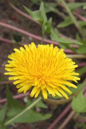 Taraxacum sublongisquamum ? \ Lnglichschuppiger Lwenzahn, D Mannheim 1.5.2013