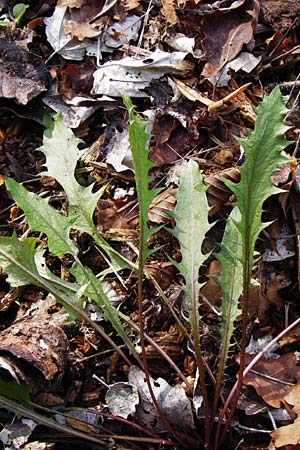 Taraxacum alatum \ Geflgelter Lwenzahn / Green Dandelion, D Ketsch 2.11.2014