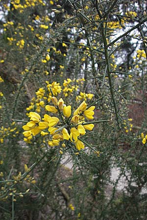 Ulex europaeus / Gorse, D Botan. Gar.  Universit.  Heidelberg 17.3.2007