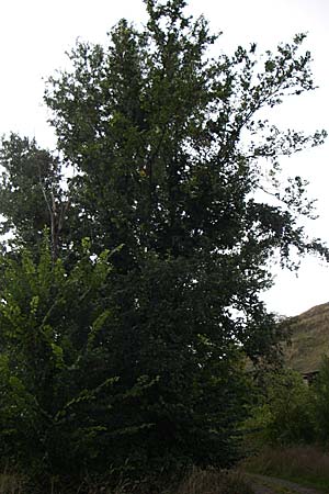 Ulmus laevis / European White Elm, Russian Elm, D Rheinhessen, Flonheim 2.9.2008