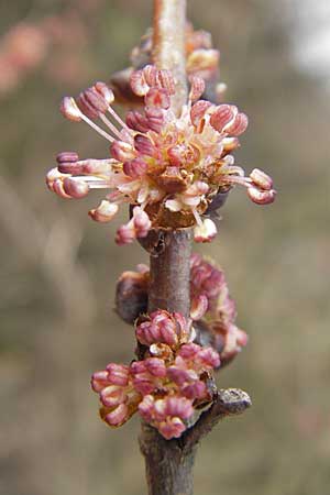 Ulmus minor \ Feld-Ulme, D Weinheim an der Bergstraße 14.3.2009