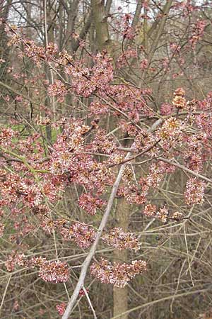 Ulmus minor \ Feld-Ulme / Small-Leaved Elm, D Weinheim an der Bergstraße 14.3.2009