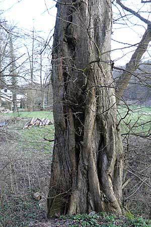 Ulmus laevis \ Flatter-Ulme / European White Elm, Russian Elm, D Odenwald, Heiligkreuz 1.4.2009