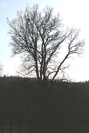 Ulmus laevis \ Flatter-Ulme, D Odenwald, Heiligkreuz 1.4.2009