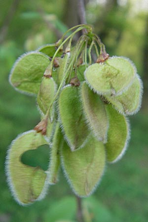 Ulmus laevis \ Flatter-Ulme / European White Elm, Russian Elm, D Eggenstein 9.4.2011