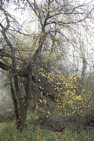 Ulmus laevis / European White Elm, Russian Elm, D Mannheim 18.11.2012