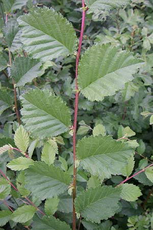 Ulmus minor \ Feld-Ulme / Small-Leaved Elm, D Schriesheim 9.6.2008