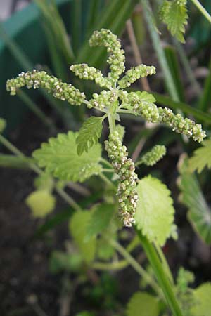 Urtica membranacea \ Geschwnzte Brenn-Nessel / Large-Leaved Nettle, D Mannheim 19.9.2011