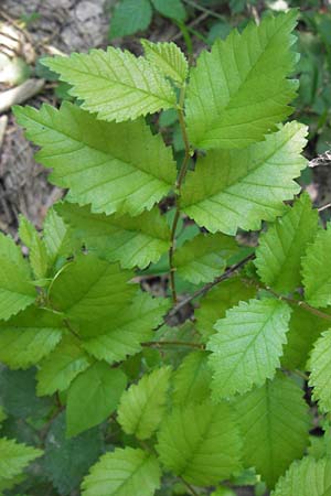 Ulmus minor \ Feld-Ulme / Small-Leaved Elm, D Pfalz, Speyer 15.7.2013