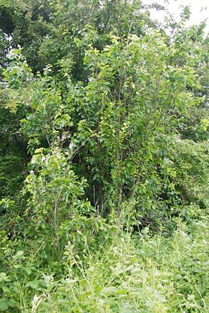 Ulmus minor \ Feld-Ulme / Small-Leaved Elm, D Groß-Gerau 29.5.2014