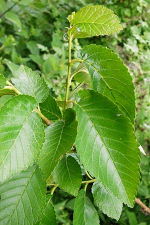 Ulmus minor \ Feld-Ulme / Small-Leaved Elm, D Groß-Gerau 29.5.2014