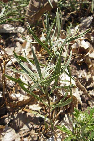 Galatella linosyris \ Gold-Aster, D Idar-Oberstein 3.6.2011