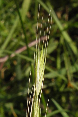 Festuca bromoides \ Trespen-FederschwingelSchwingel, D Mannheim 27.6.2013