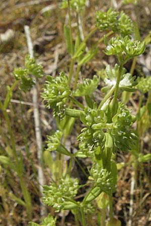 Valerianella locusta \ Feld-Salat, D Mannheim 14.5.2006