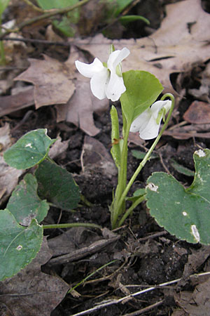 Viola alba subsp. alba \ Weies Veilchen / White Violet, D Durmersheim 31.3.2010
