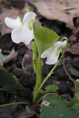 Viola alba subsp. alba \ Weies Veilchen / White Violet, D Durmersheim 31.3.2010