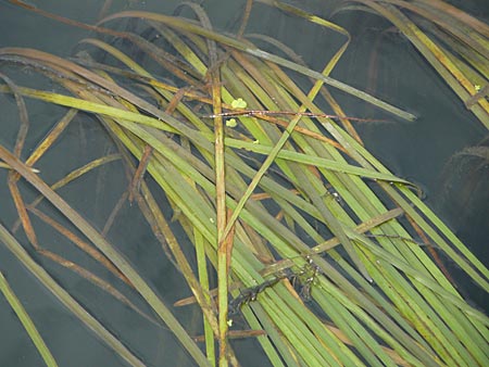 Vallisneria spiralis \ Wasserschraube / Tape Grass, D Heidelberg 6.9.2009