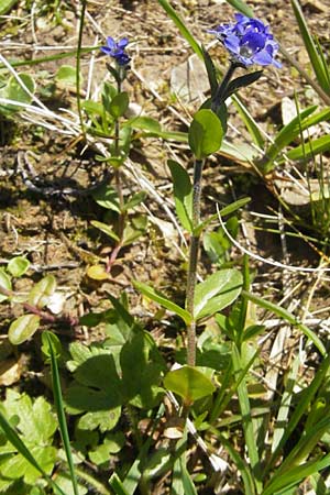 Veronica alpina / Alpine Speedwell, D Immenstadt 21.6.2011