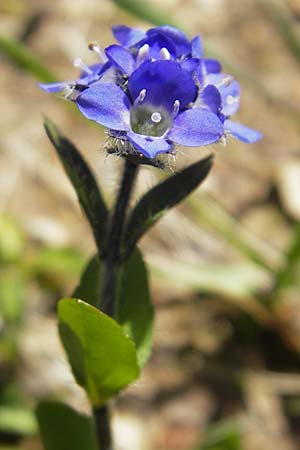 Veronica alpina / Alpine Speedwell, D Immenstadt 21.6.2011