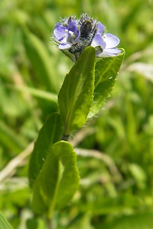 Veronica alpina / Alpine Speedwell, D Oberstdorf 22.6.2011