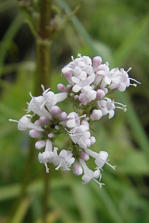 Valeriana excelsa / High Valerian, D Gessertshausen 30.7.2011