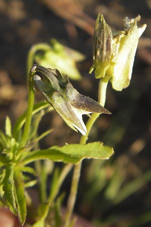 Viola arvensis \ Acker-Stiefmtterchen, D Mannheim 30.9.2011